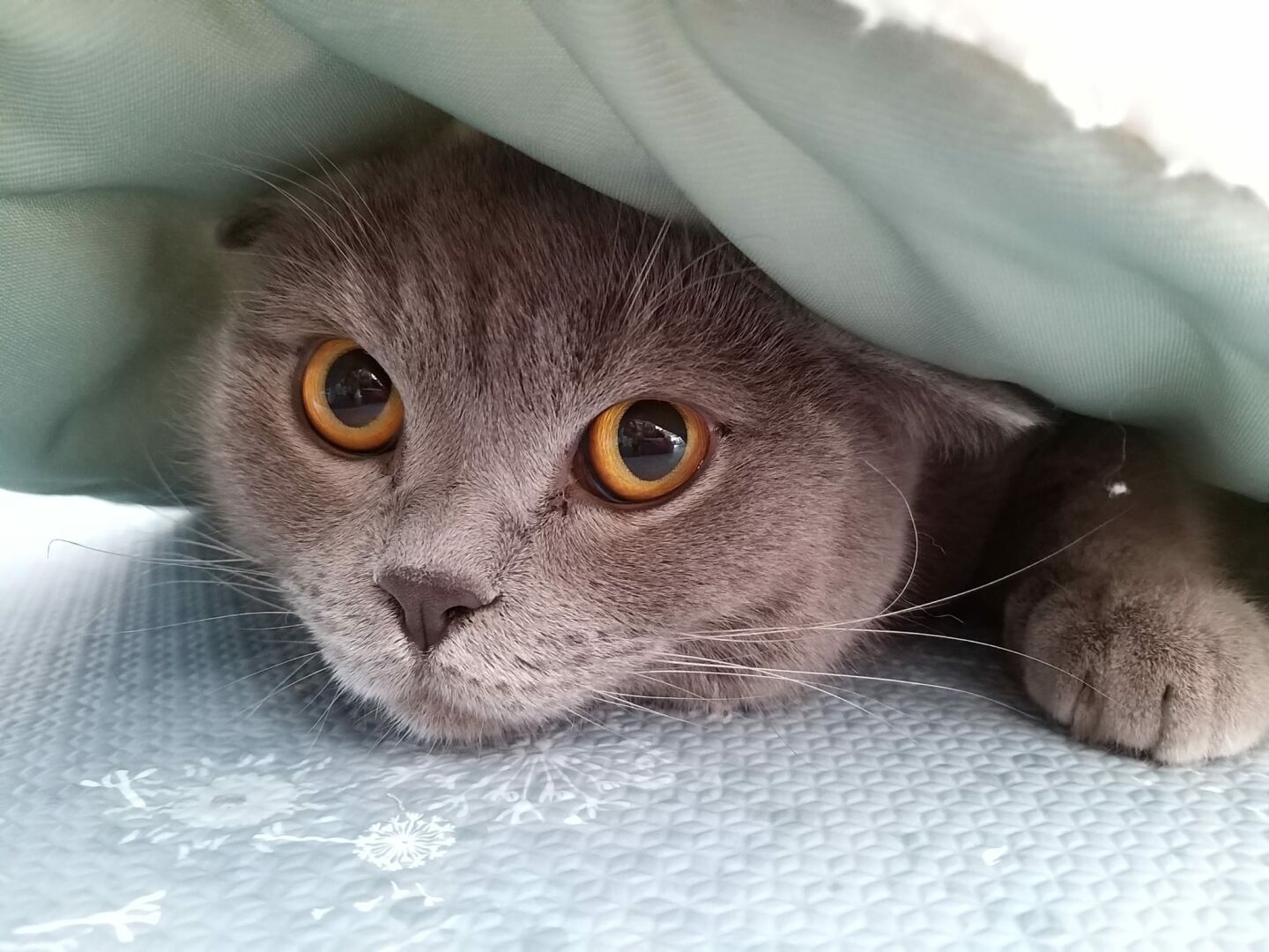 Cat trapped under a blanket