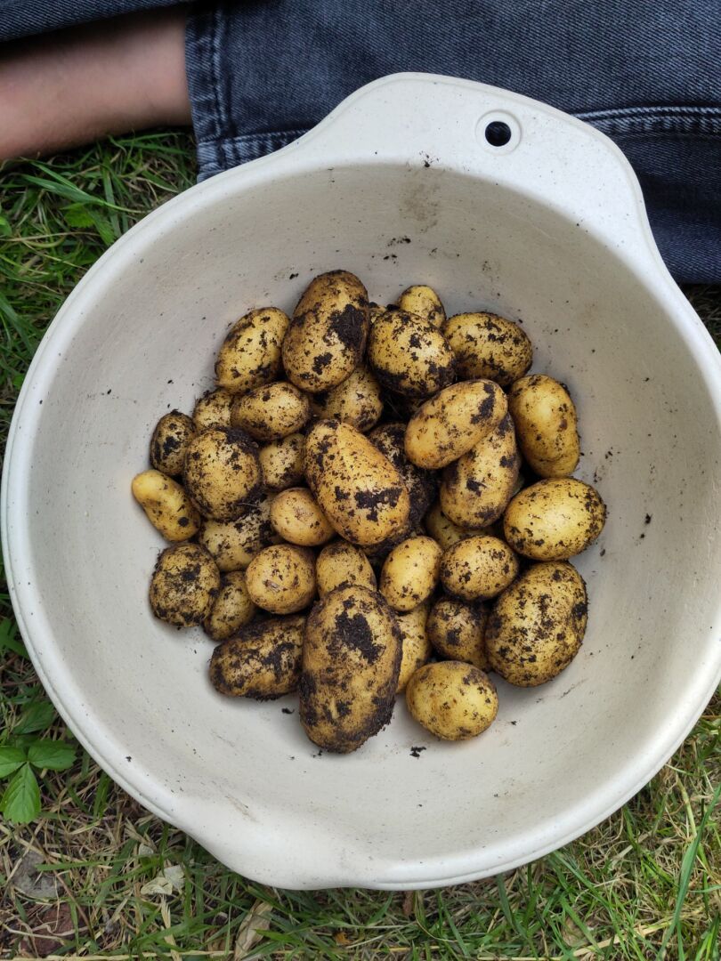 A cream coloured bowl filled with small freshly dug potatoes still covered in a dusting of earth