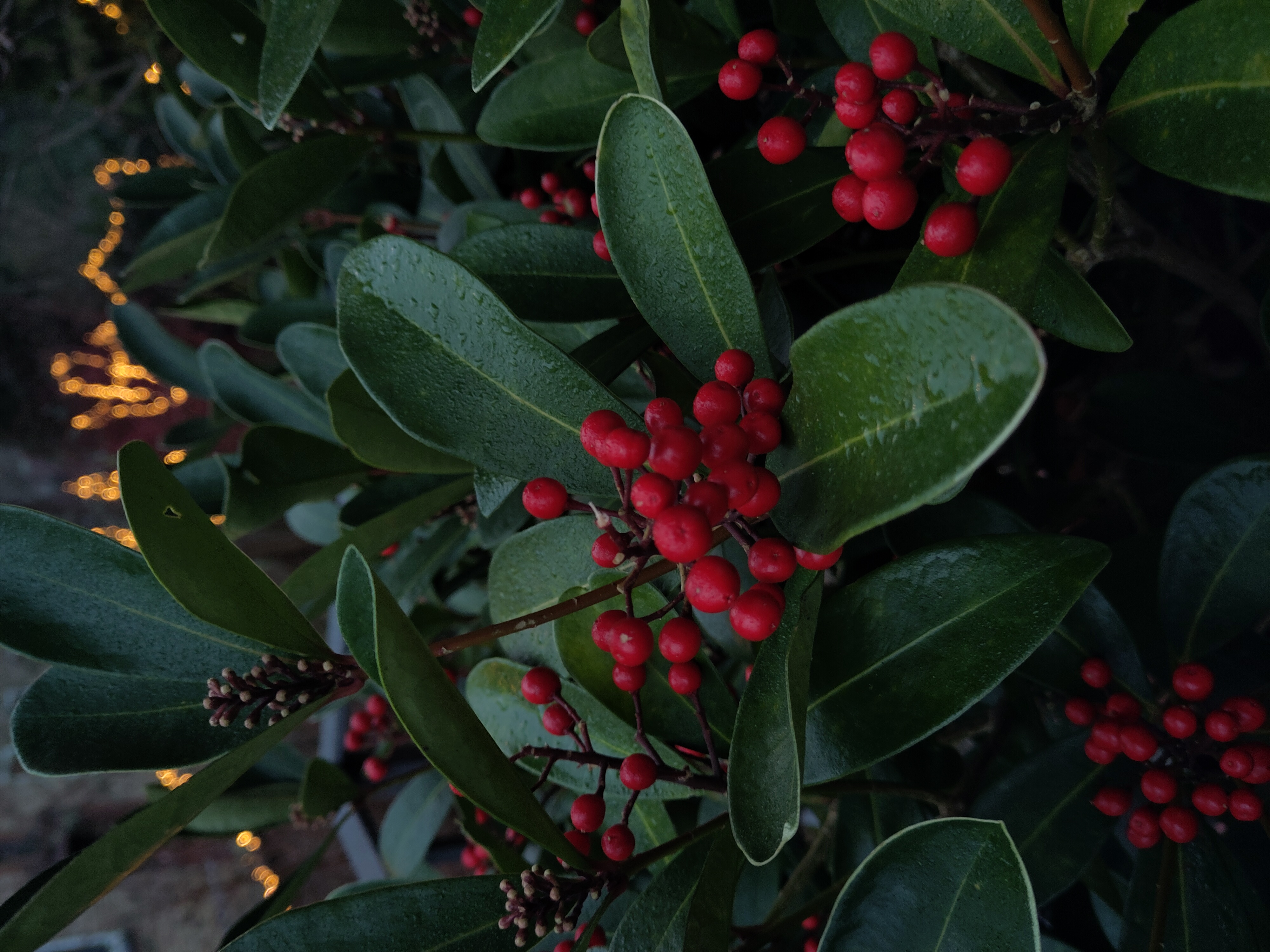 Bright red berries surrounded by glossy green leaves in low light in the background yellow fairy lights sparkle