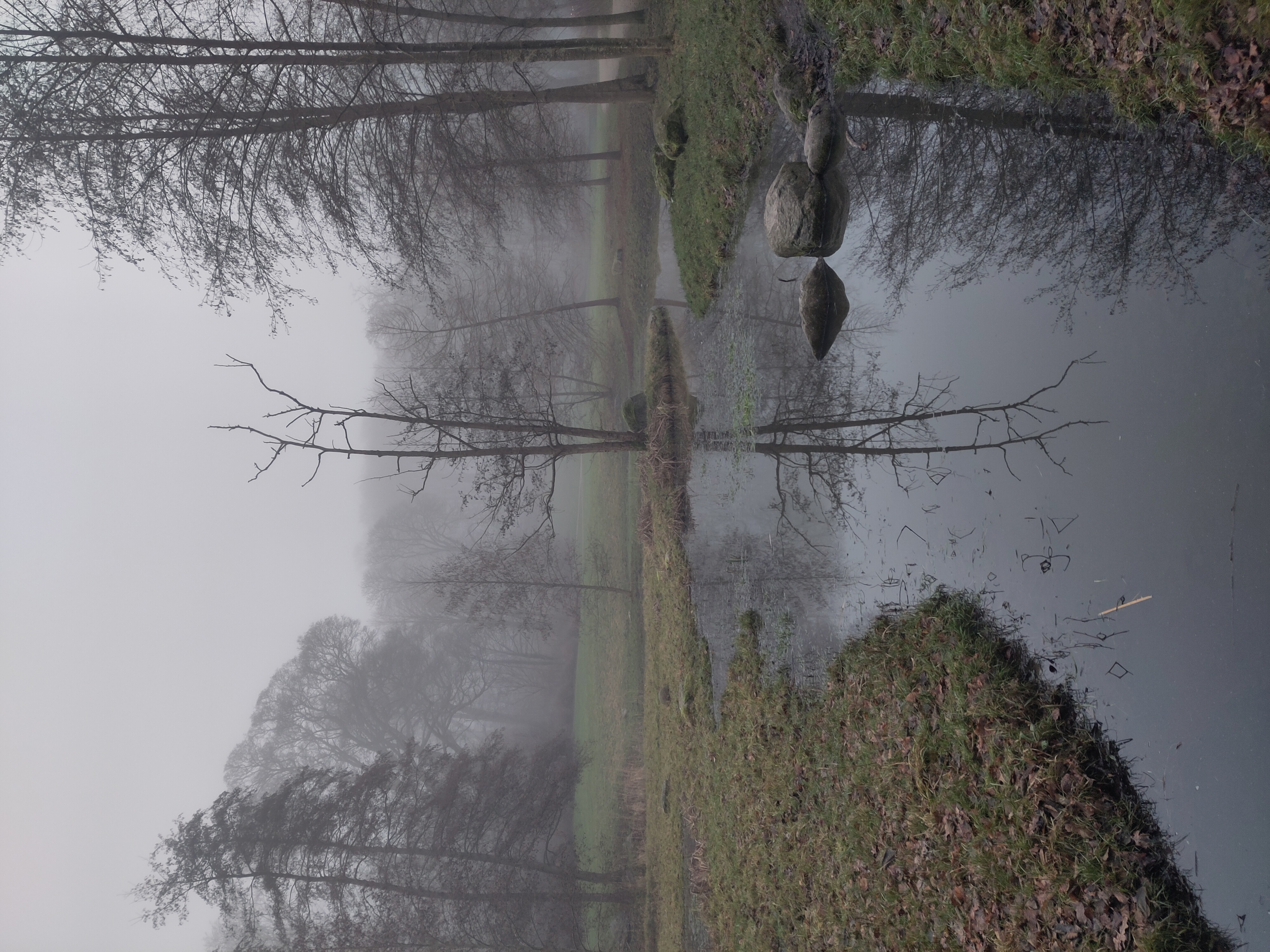 a small tree with bare branches reflected in a small pool