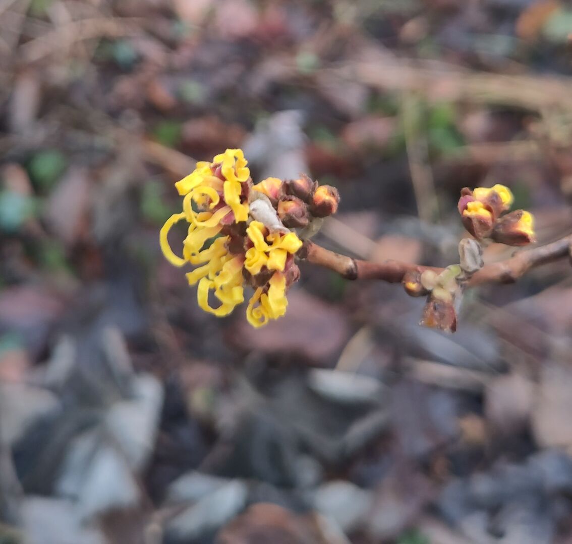 small yellow flower with petals that look like strips of lemon rind on a bare twig