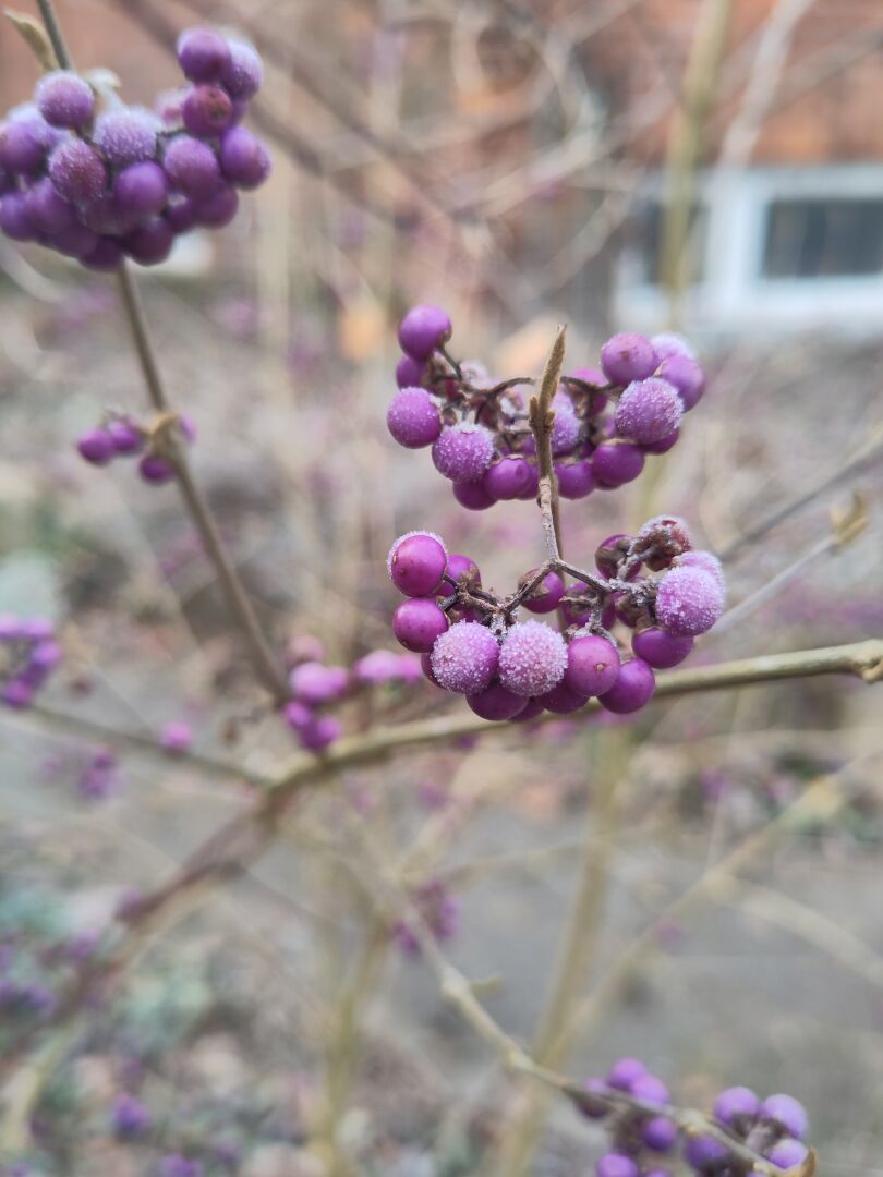 tiny purple berries on bare branches with a touch of frost