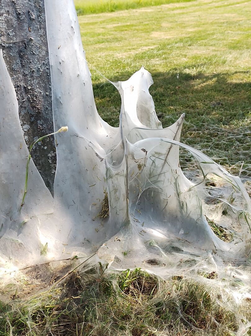 The lower part of a tree trunk covered in some sort of white web from an insect